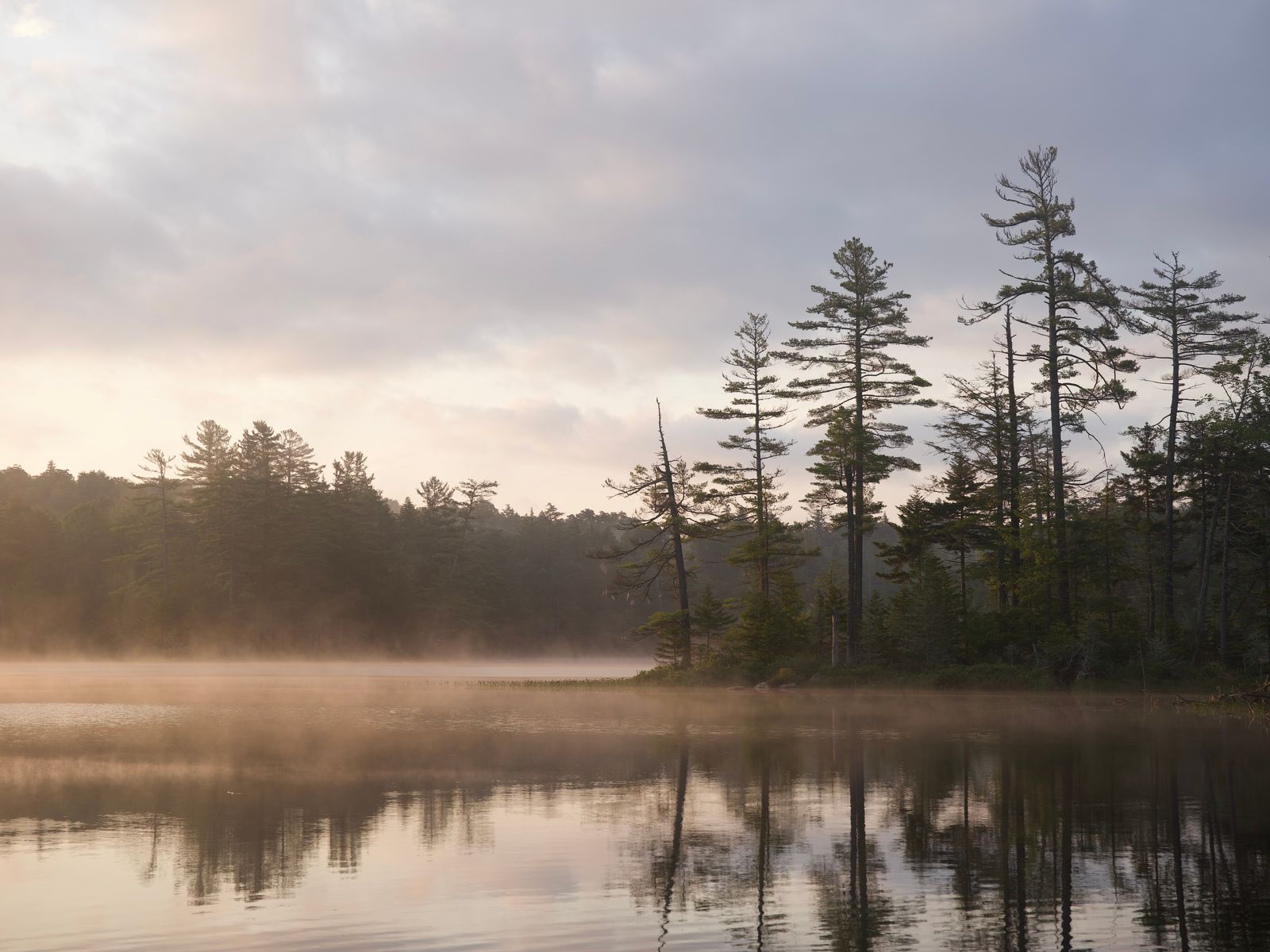 Forest and lake shoreline in New York