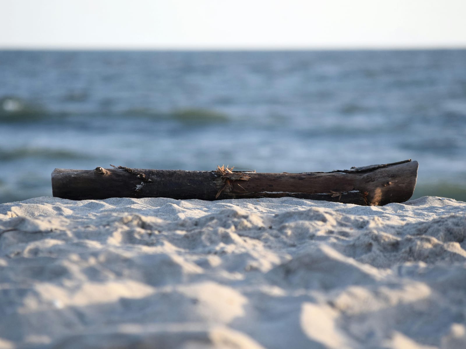Driftwood on Fire Island beach with Atlantic surf in the background